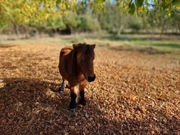 雄馬, 馬