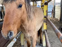 Caballo, Jabe — foto 6
