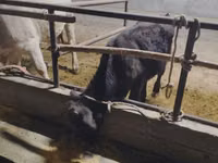 Toro, Ganado vacuno — foto 2