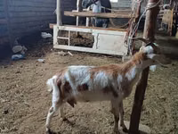 बकरा, Nubian Goat — फ़ोटो 3