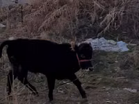 Taureau, Swedish red cattle — photo 1