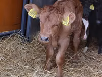 Sapi (batch, jenis kelamin tidak disebutkan), Cattle — foto 2