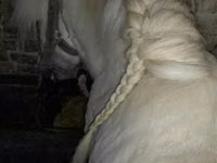雄馬, Shetland Pony — 写真 1