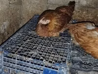 Chickens — photo 3