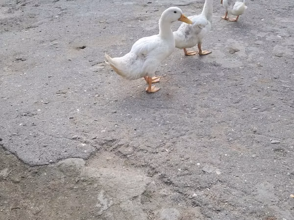 Ducks