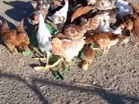 Chickens — Foto 4