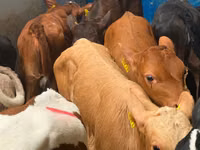 मवेशी (लॉट, लिंग निर्दिष्ट नहीं), Simmental cattle — फ़ोटो 3