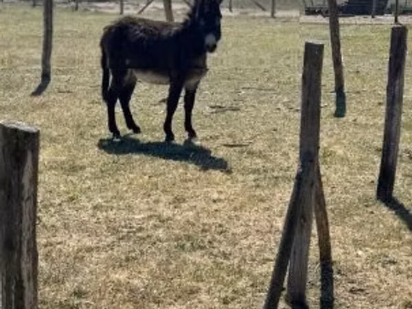 Caballo, Kerry Bog Pony