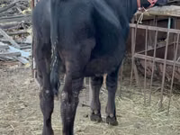 Banteng, Aberdeen-Angus — foto 1