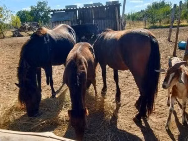 Jument, Chevaux