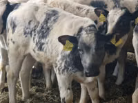 Bovinos (lote, sexo no especificado), Simmental cattle — foto 8