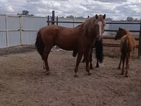 Caballo, Kushum Horse — foto 2