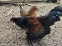 Czech Gold Brindled Hen — photo 7