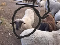 Widder, White Suffolk sheep — Foto 1