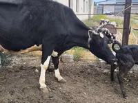 Sapi, Russian Black pied cattle — foto 5