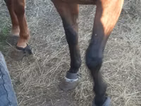 Kuda betina, Arabian horse — foto 8