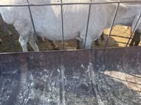 Domba betina, Dorper sheep — foto 8