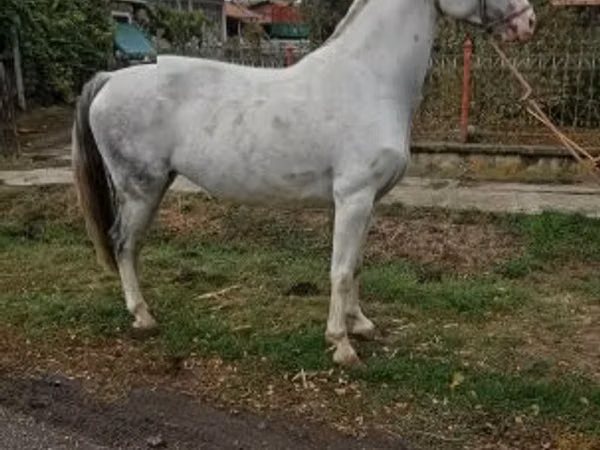 Mare, Hungarian horse breed