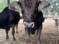 公牛, Brown Carpathian breed — 照片 3