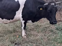 Kuh, Russian Black pied cattle — Foto 2