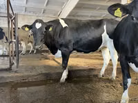 Vache, Race Holstein — photo 8