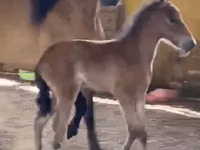 Stute, Paso Fino — Foto 3