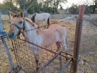 雄馬, Welsh Cob — 写真 2