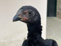 Shamo chickens — photo 3