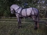 Caballo, Lipizzaner — foto 4