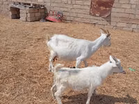 Cabra, Toggenburg goat — foto 1