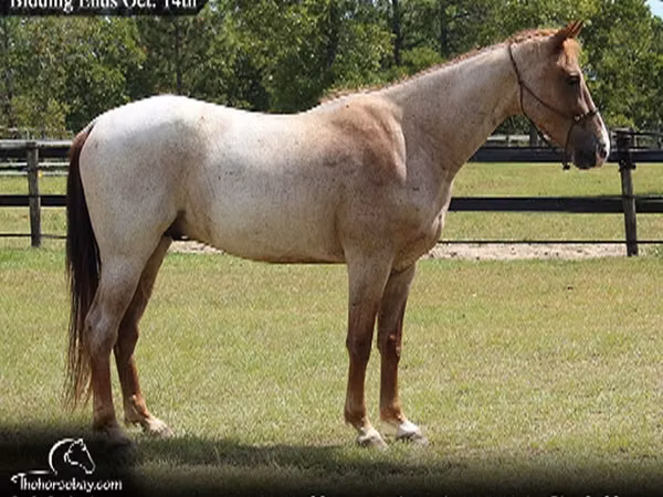 Caballo, Tennessee Walking Horse