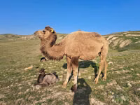 雄ラクダ, Kazakh Bactrian camel — 写真 1