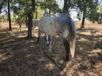 Cheval, Chevaux — photo 2