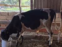 सांड, गोलस्टीन नस्ल — फ़ोटो 2