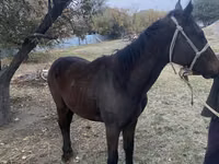 Kuda jantan, Kazakh horse — foto 3