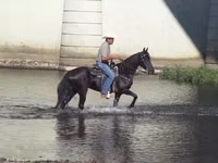 Stute, Tennessee Walking Horse — Foto 6