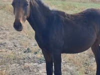 घोड़ा, Thoroughbred horse — फ़ोटो 3