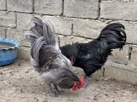 Chickens — Foto 4
