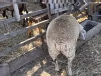 Oveja, Beltex sheep — foto 3