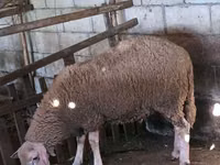 Domba jantan, Lacaune sheep — foto 5