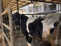 Taureau, Russian Black pied cattle — photo 1