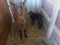 Goat, Goats — photo 2