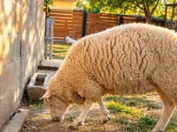 雌羊, British  Milksheep — 写真 3