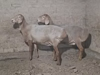 Bélier, Moutons — photo 1