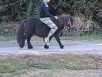 Hengst, Pferde — Foto 1