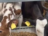 雄牛, Simmental cattle — 写真 5