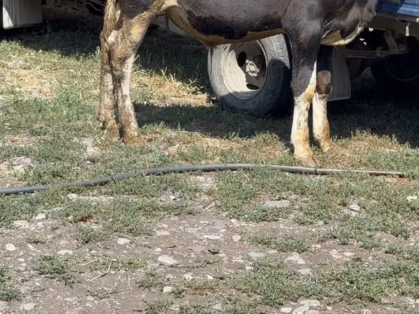 Banteng, Cattle
