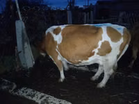 母牛, Latvian Blue cattle — 照片 1
