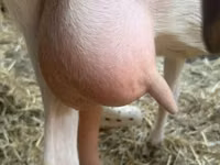 Ziege, Saanen goat — Foto 6