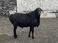 雄羊, Rhon sheep — 写真 4